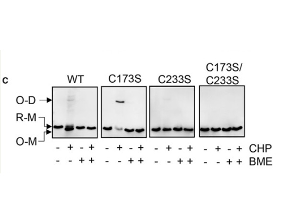 Western Blot using 6X His